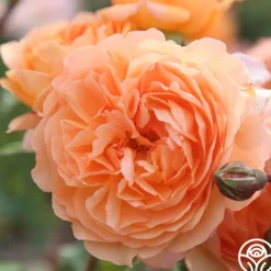 50th Anniversary Favorites Collection