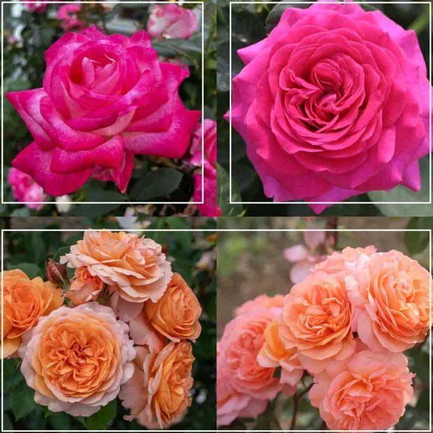 50th Anniversary Founders Collection