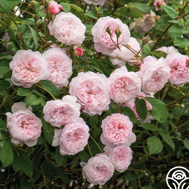 The Albrighton Rambler®