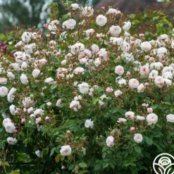 The Albrighton Rambler®