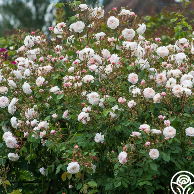 The Albrighton Rambler®