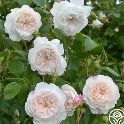 The Albrighton Rambler®