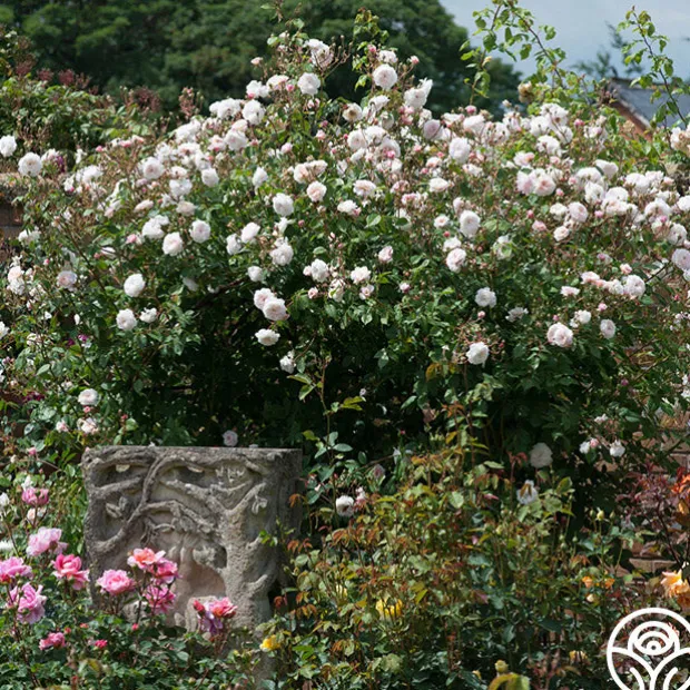 The Albrighton Rambler®