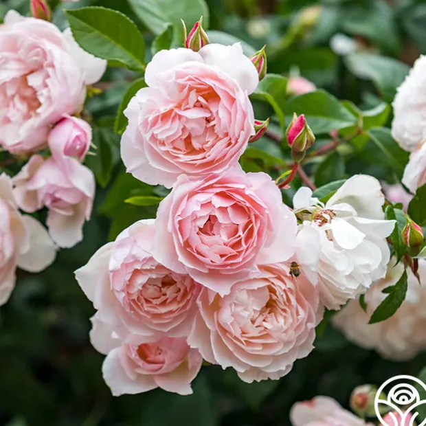 The Generous Gardener™