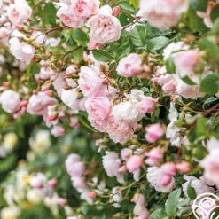 The Generous Gardener™