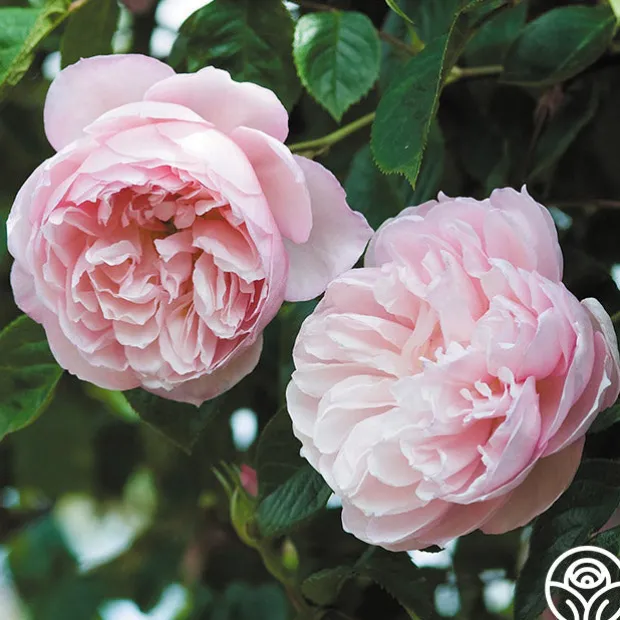 The Generous Gardener™