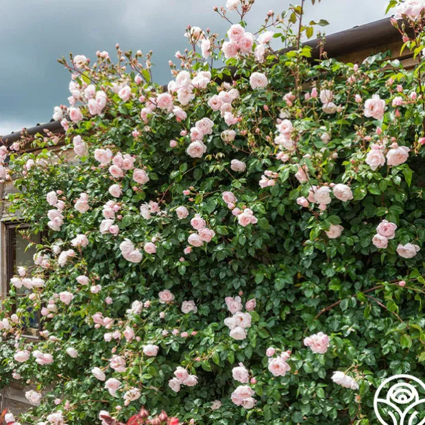 The Generous Gardener™