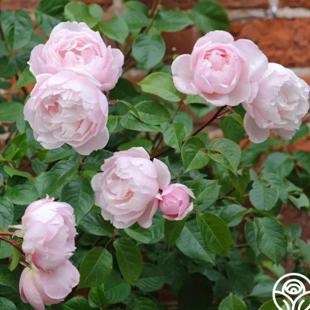 The Generous Gardener™