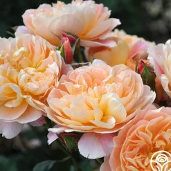 The Impressionist™