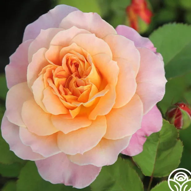 The Impressionist™