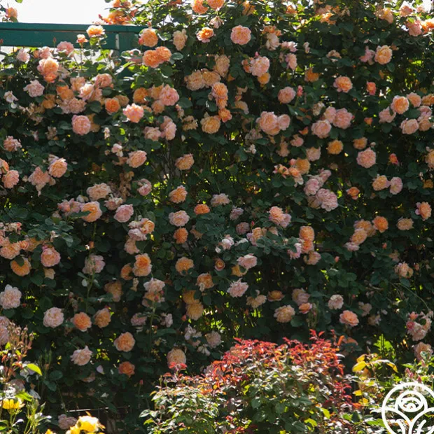 The Impressionist™