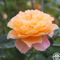 The Impressionist™