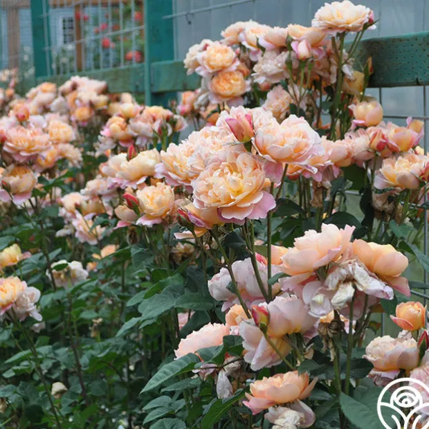 The Impressionist™