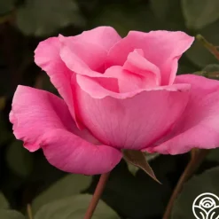 The McCartney Rose™