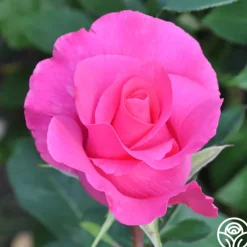 The McCartney Rose™