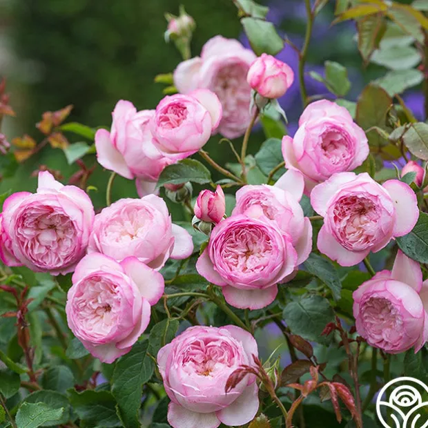 The Mill on the Floss