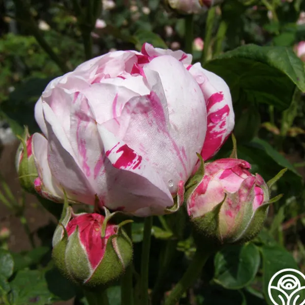 Variegata di Bologna