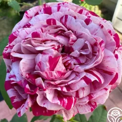 Variegata di Bologna