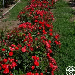 Veranda® Brilliant™