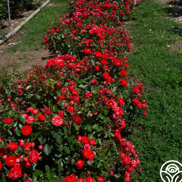 Veranda® Brilliant™