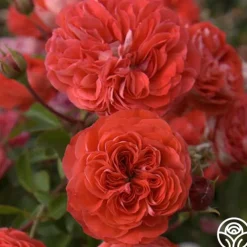 Veranda® Brilliant™