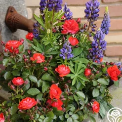 Veranda® Brilliant™