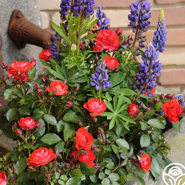 Veranda® Brilliant™