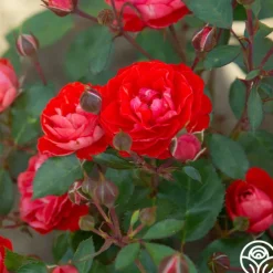 Veranda® Brilliant™