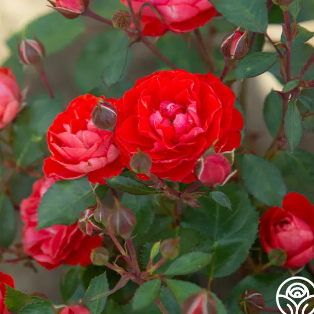 Veranda® Brilliant™