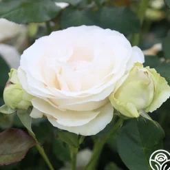 White Eden Climber®