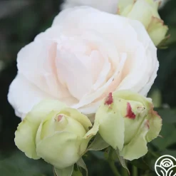 White Eden Climber®