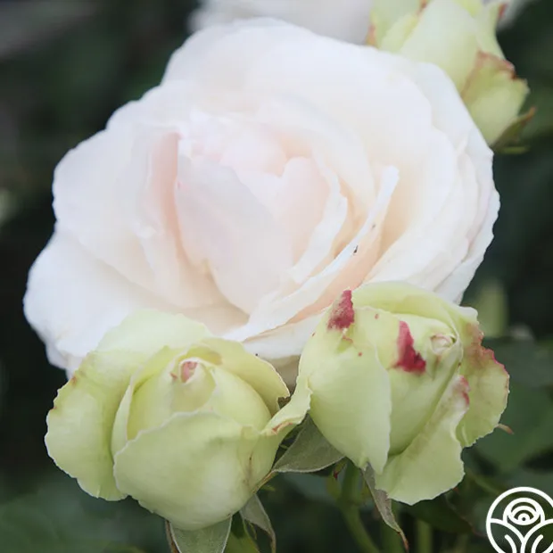 White Eden Climber®