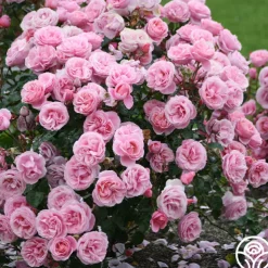 William P.J. McCarthy™