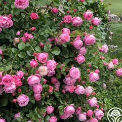 William P.J. McCarthy™