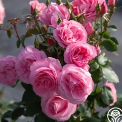 William P.J. McCarthy™