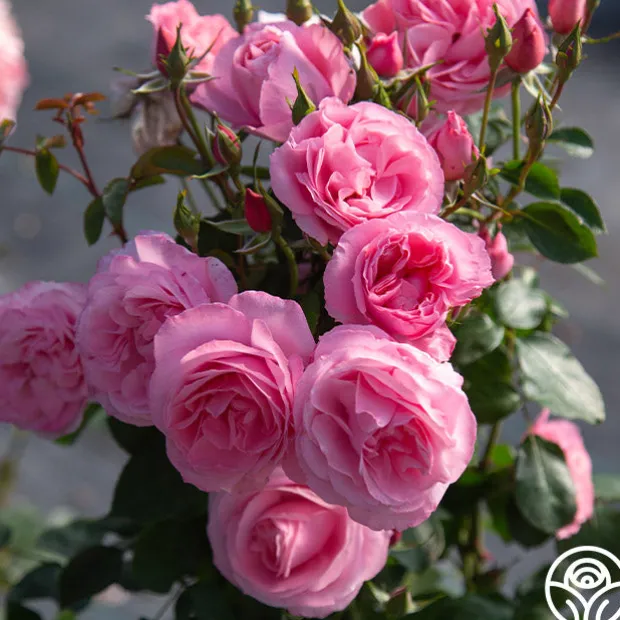 William P.J. McCarthy™