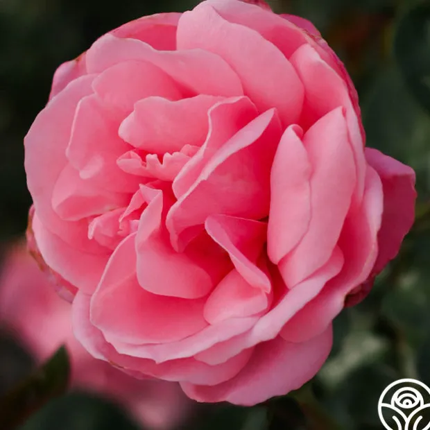 William P.J. McCarthy™