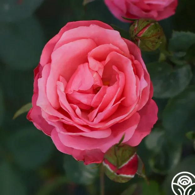 William P.J. McCarthy™