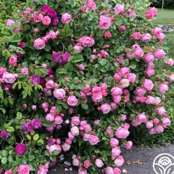 William P.J. McCarthy™