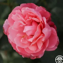 William P.J. McCarthy™