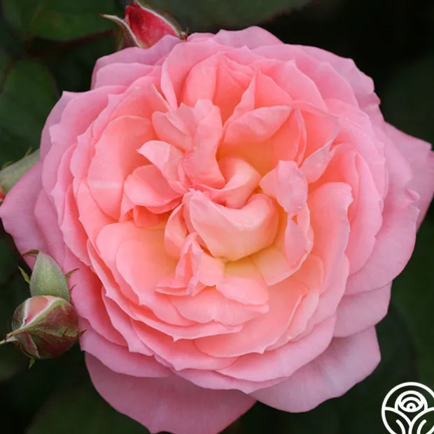 Windsor Castle Wedding™