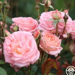 Windsor Castle Wedding™