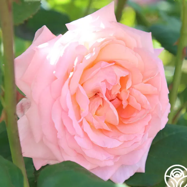 Windsor Castle Wedding™