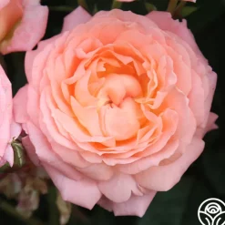 Windsor Castle Wedding™