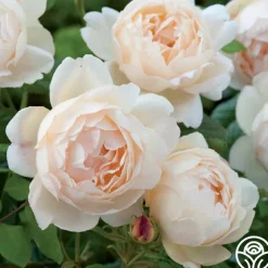 Wollerton Old Hall™