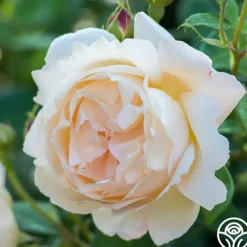 Wollerton Old Hall™