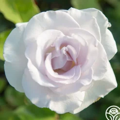 World War II Memorial Rose™